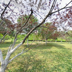 沂河桃树林风景区