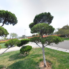 雕塑公园迎客松