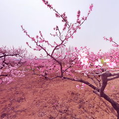 李官万亩桃花园
