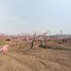 桃花园二场景