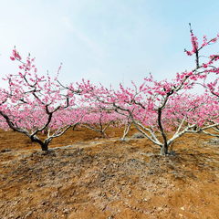 李官万亩桃花